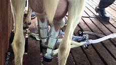 Milking Machines