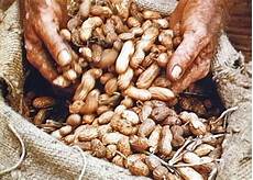 Oily Peanuts Drying And Roasting Ovens