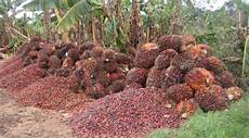 Oily Peanuts Production Line