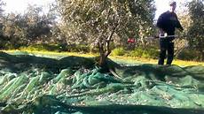 Olive Oil Machine