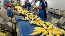 Pumpkin Seed Production Line