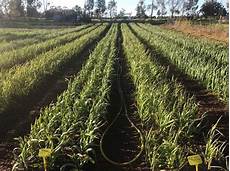 Seed Production Units