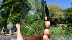 Shaped Glass Cuttings