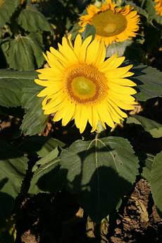 Sunflower Seed Production Line