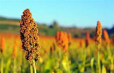 Sunflower Seed Production Line