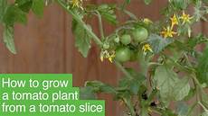 Tomato Slicer