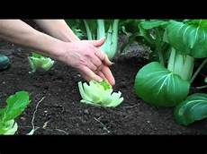 Vegetable Machines