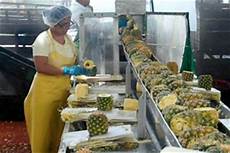 Vegetable Washing Machines