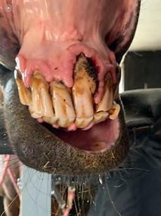 Veterinary Laser