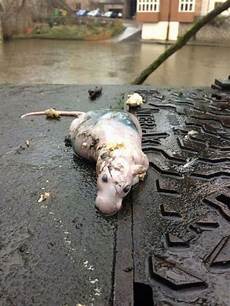 Wet Wipes Machine