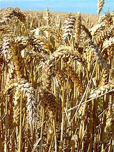 Wheat Flour Machines